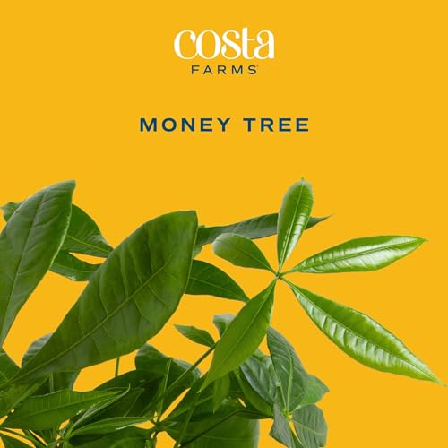 Costa Farms Money Tree Live Plant | 12-16 Inches Tall Bonsai | Easy to Grow Indoor Houseplant in Plant Pot | Home, Office, or Room Decor | Birthday, Housewarming Gift - Image 3