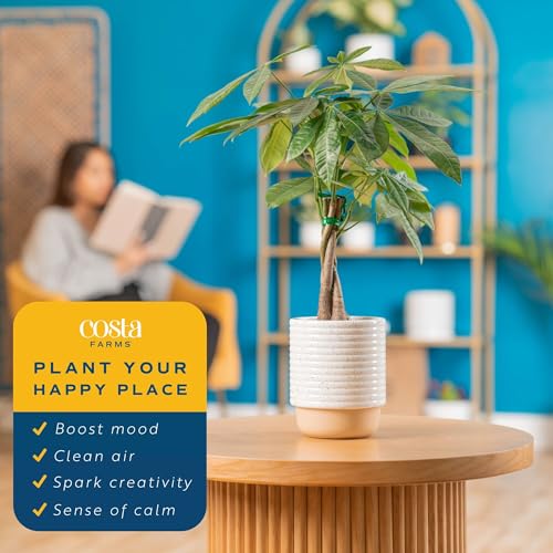 Costa Farms Money Tree Live Plant | 12-16 Inches Tall Bonsai | Easy to Grow Indoor Houseplant in Plant Pot | Home, Office, or Room Decor | Birthday, Housewarming Gift - Image 5