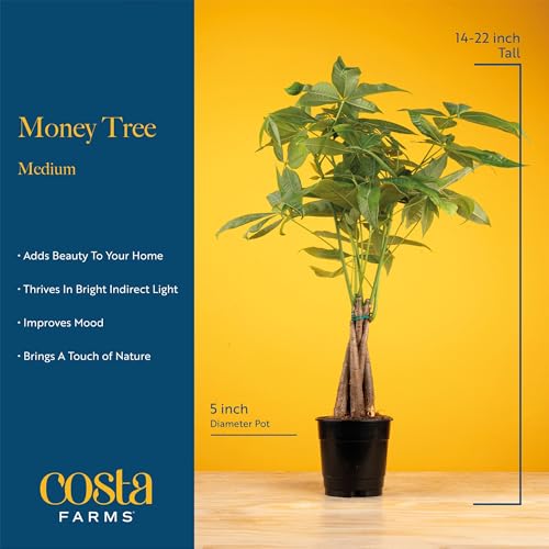 Costa Farms Money Tree Live Plant | 12-16 Inches Tall Bonsai | Easy to Grow Indoor Houseplant in Plant Pot | Home, Office, or Room Decor | Birthday, Housewarming Gift - Image 4