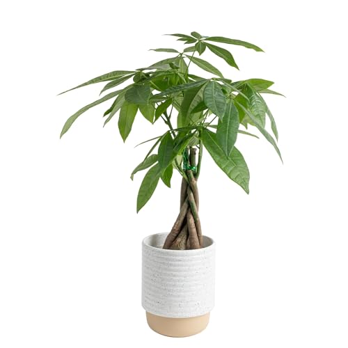 Costa Farms Money Tree Live Plant | 12-16 Inches Tall Bonsai | Easy to Grow Indoor Houseplant in Plant Pot | Home, Office, or Room Decor | Birthday, Housewarming Gift - Image 1