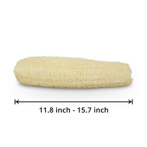 METLUCK Natural Organic Loofah Sponges Large Exfoliating Shower Bath Loofah Luffa Loofa Body Scrubbers Sponges for SPA Beauty Bath and Radiant Skin, Pack of 4 - Image 2
