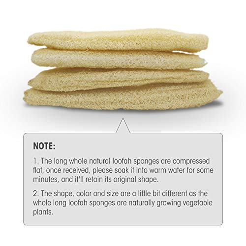 METLUCK Natural Organic Loofah Sponges Large Exfoliating Shower Bath Loofah Luffa Loofa Body Scrubbers Sponges for SPA Beauty Bath and Radiant Skin, Pack of 4 - Image 5