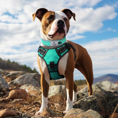 Joytale Dog Collar for Medium Dogs, Neoprene Padded and Adjustable, Reflective Wide Heavy Duty Pet Collars with Durable Metal Belt Buckle for Walking, Teal, M - Image 3