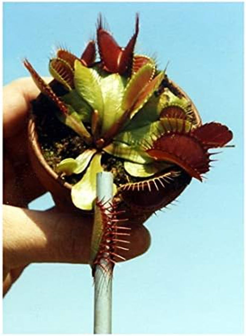 Venus Fly Trap Dionaea Muscipula 10 Seeds Incl. Growing Medium