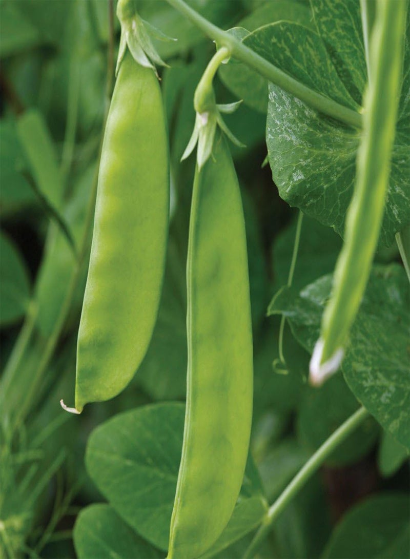 GGOOT 100 x Pea Oregon Sugar Pod Mangetout Vegetable Seeds (239.5g's Approx.)