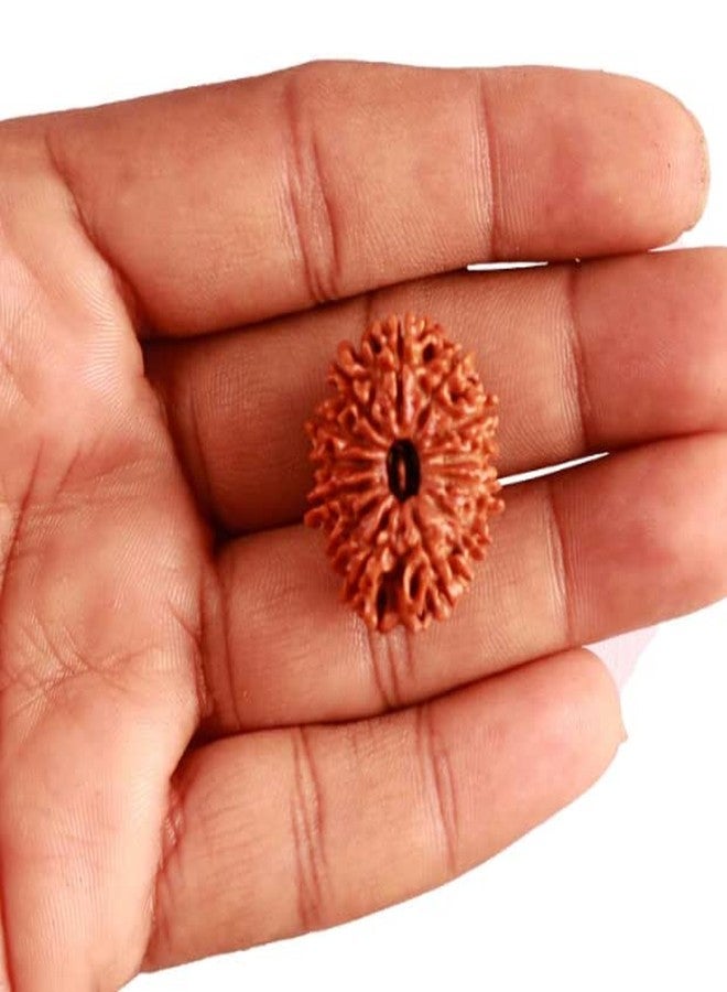 IRIS GEMS 13 Mukhi Rudraksha Original Certified With Silver Capping 13 Face Rudraksha Nepal Thirteen Mukhi Nepal तेरह मुखी नेपाली रुद्राक्ष सिल्वर पेंडंट Terah Mukhi 13 मुखी रुद्राक्ष - Image 4