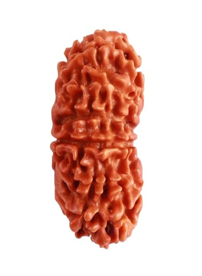 IRIS GEMS 13 Mukhi Rudraksha Original Certified With Silver Capping 13 Face Rudraksha Nepal Thirteen Mukhi Nepal तेरह मुखी नेपाली रुद्राक्ष सिल्वर पेंडंट Terah Mukhi 13 मुखी रुद्राक्ष - Image 3