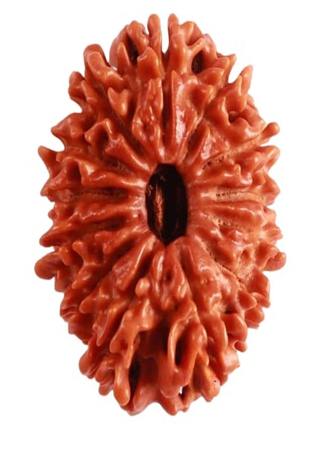 IRIS GEMS 13 Mukhi Rudraksha Original Certified With Silver Capping 13 Face Rudraksha Nepal Thirteen Mukhi Nepal तेरह मुखी नेपाली रुद्राक्ष सिल्वर पेंडंट Terah Mukhi 13 मुखी रुद्राक्ष - Image 1