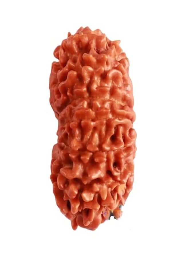 IRIS GEMS 13 Mukhi Rudraksha Original Certified With Silver Capping 13 Face Rudraksha Nepal Thirteen Mukhi Nepal तेरह मुखी नेपाली रुद्राक्ष सिल्वर पेंडंट Terah Mukhi 13 मुखी रुद्राक्ष - Image 2