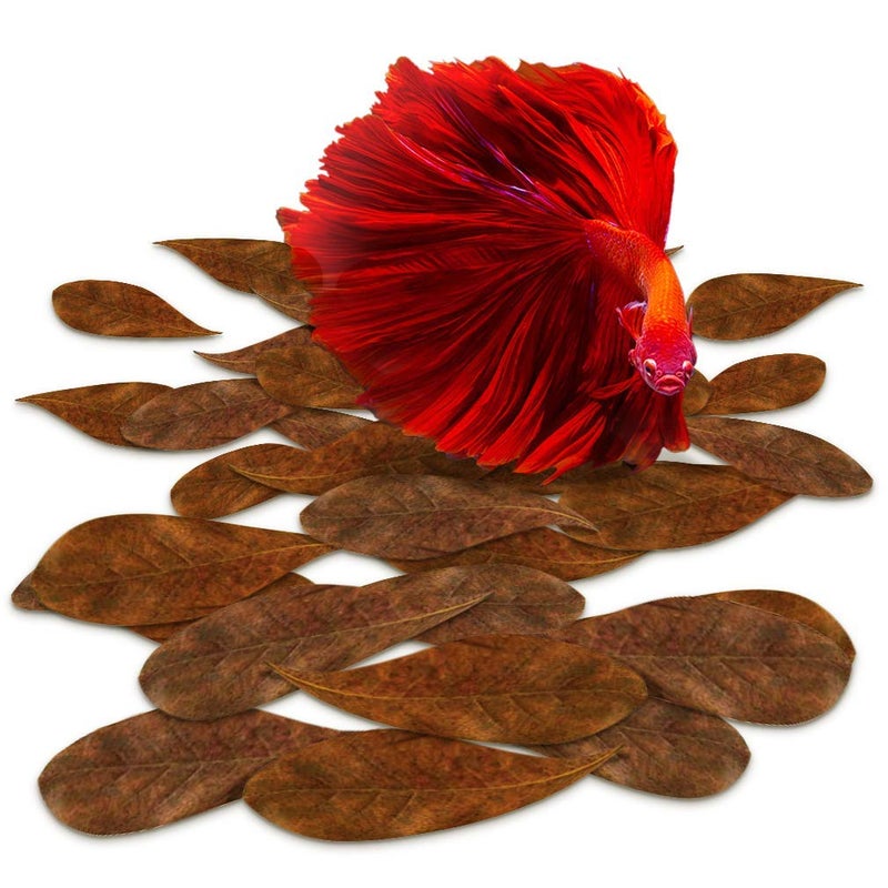 SunGrow 50 Pcs Mini Catappa Indian Almond Leaves for Betta Fish Aquarium, Shrimp, Frogs, Improves Habitat, Gives Tea Color, Helps in Lowering Aquarium Water pH, Improves Immunity - Image 2