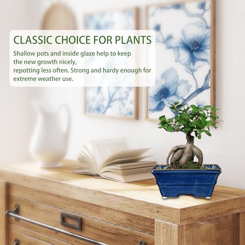 Villa Como Bonsai Pots Shallow Succulent Planters for Live Bonsai Trees Set of 2, 6.3" Ceramic Pot for Succulents Indoor with Drainage Hole, Outdoor Cactus Plant Bonsai Pot, Ceramic Flower Pot - Image 4