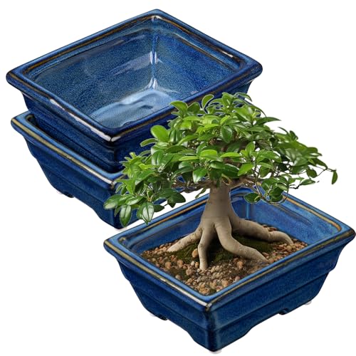 Villa Como Bonsai Pots Shallow Succulent Planters for Live Bonsai Trees Set of 2, 6.3" Ceramic Pot for Succulents Indoor with Drainage Hole, Outdoor Cactus Plant Bonsai Pot, Ceramic Flower Pot - Image 1