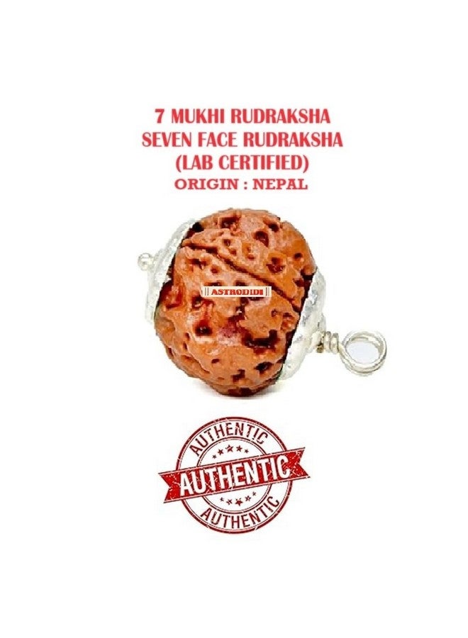 ASTRODIDI أسترويدي 7 موكهي رودراکشا أصلي معتمد قلادة مطلية بالفضة | خرزة رودراکشا نيبالية طبيعية بسبعة وجوه | فوائد فلكية | تصميم يونيسكس للرجال والنساء - Image 3