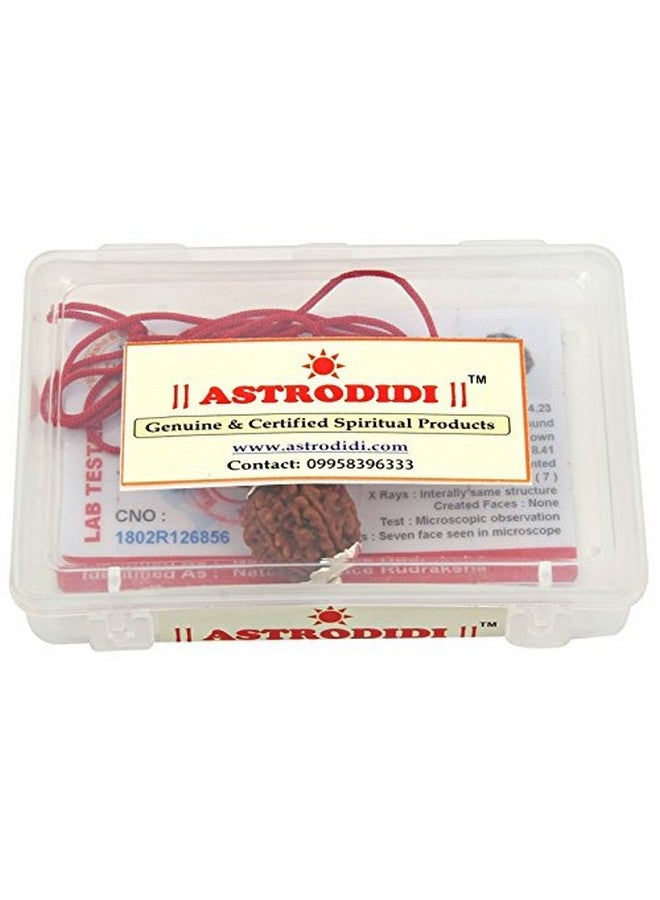 ASTRODIDI أسترويدي 7 موكهي رودراکشا أصلي معتمد قلادة مطلية بالفضة | خرزة رودراکشا نيبالية طبيعية بسبعة وجوه | فوائد فلكية | تصميم يونيسكس للرجال والنساء - Image 5