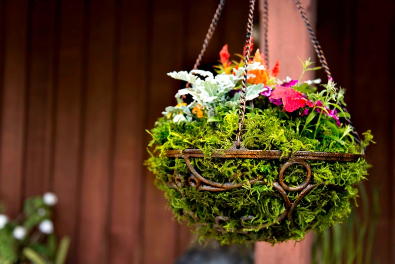 SuperMoss (25320) Forest Moss Preserved, Fresh Green, 2oz - Image 3