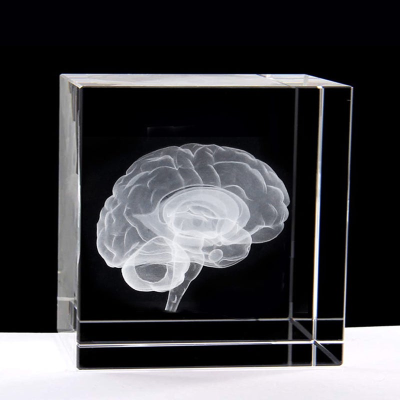 XINDAM 3D Human Brain Anatomical Model Statue PaperweightLaser Etched in Crystal Glass Cube Science Gift No Included LED Base23x23x23 inch