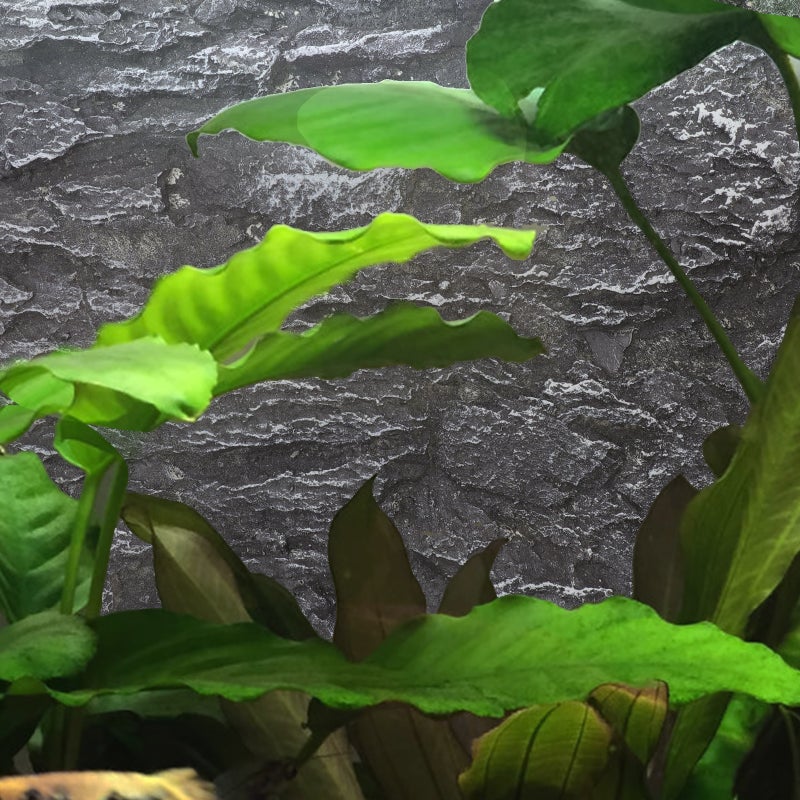 Terrarium Background Snake Habitat Decoration Reptile Background 3D Decor - Image 2