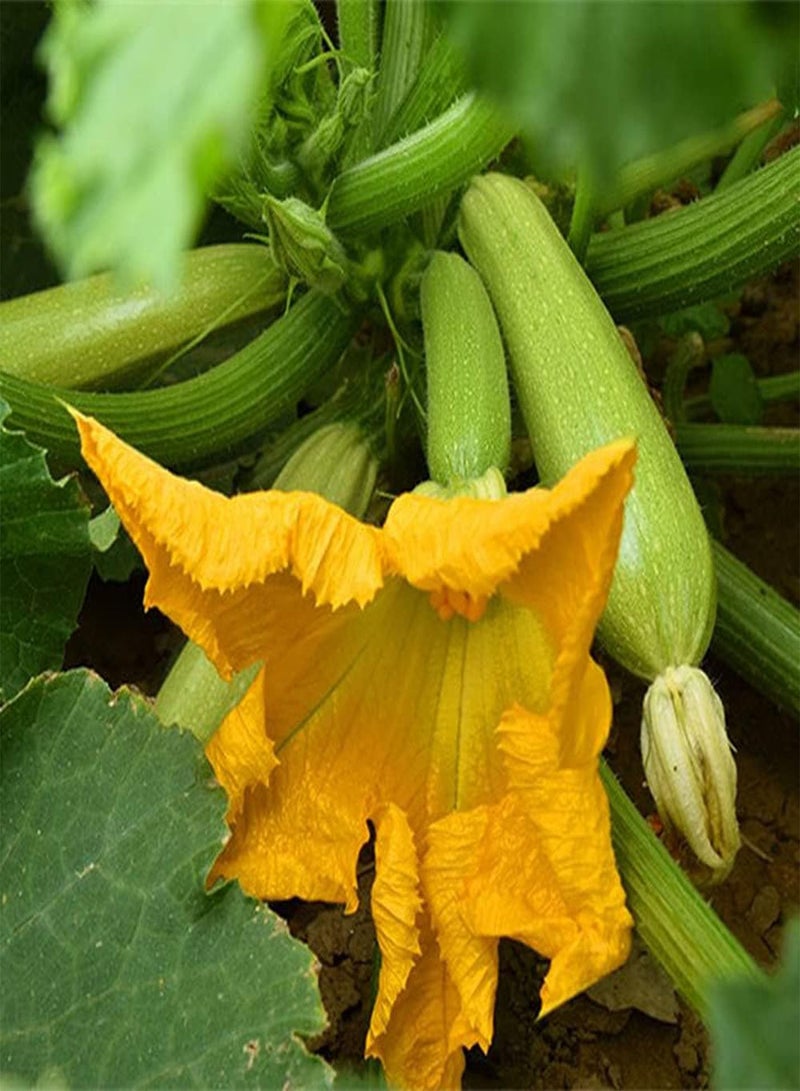 جي جوت 80 قطعة من بذور الكوسة المزهرة ذات الزهور الصفراء تزين فناء الحديقة، قرع أخضر طبيعي مغذي ولذيذ محبوب من قبل الناس - Image 2