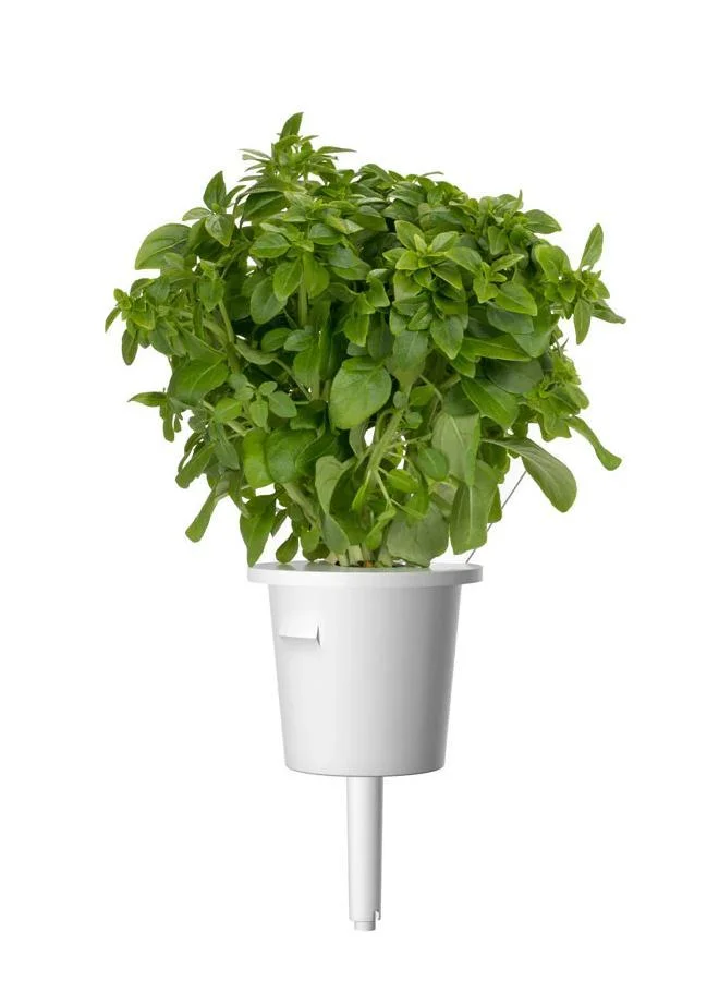 Click & Grow عبوات نبات الريحان القزم  قطع