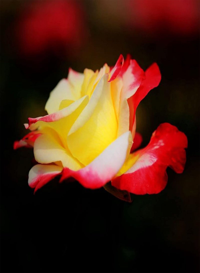 GGOOT Plant Seed 100Pcs/Bag Rose Seeds Vigorous Perennial Plants Multi Color Indoor Outdoor Planting Flower Seeds for Garden - Rose Seed - Image 4