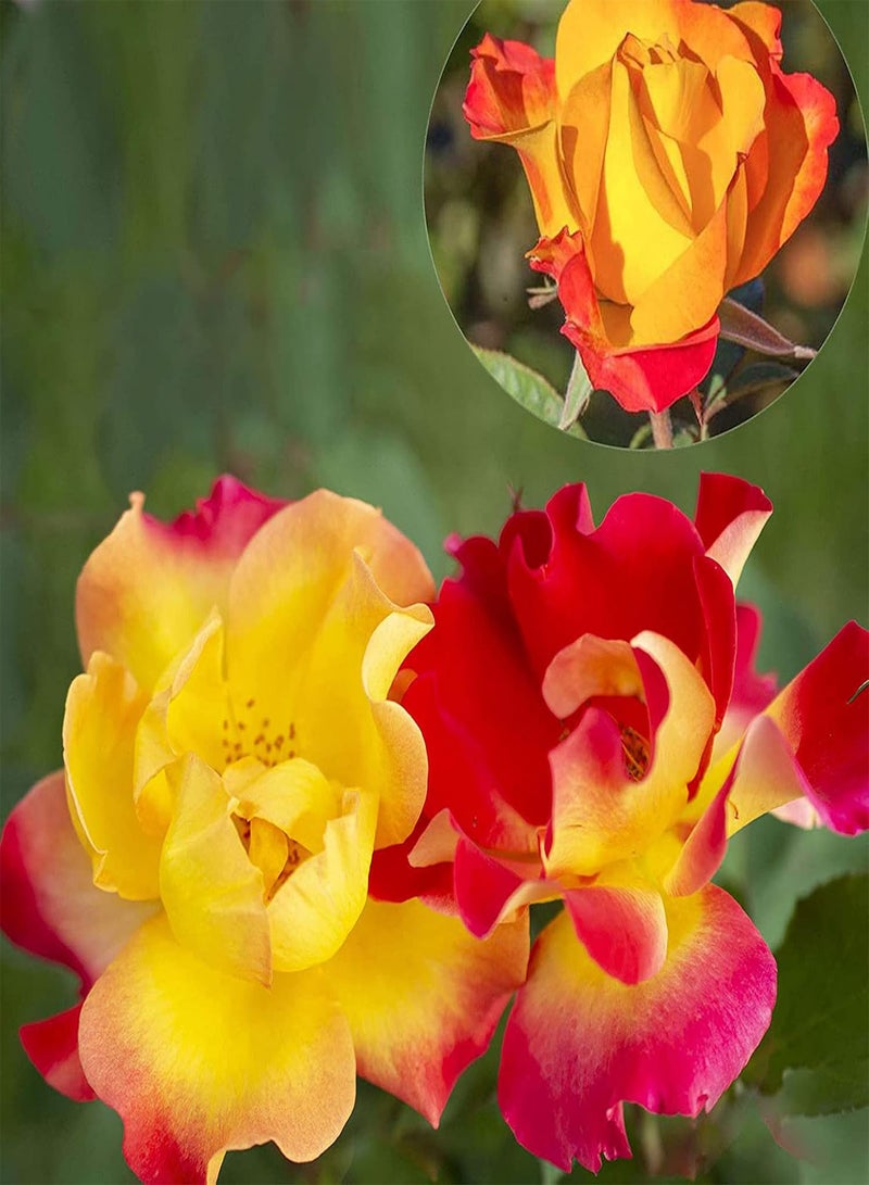 GGOOT Plant Seed 100Pcs/Bag Rose Seeds Vigorous Perennial Plants Multi Color Indoor Outdoor Planting Flower Seeds for Garden - Rose Seed - Image 1