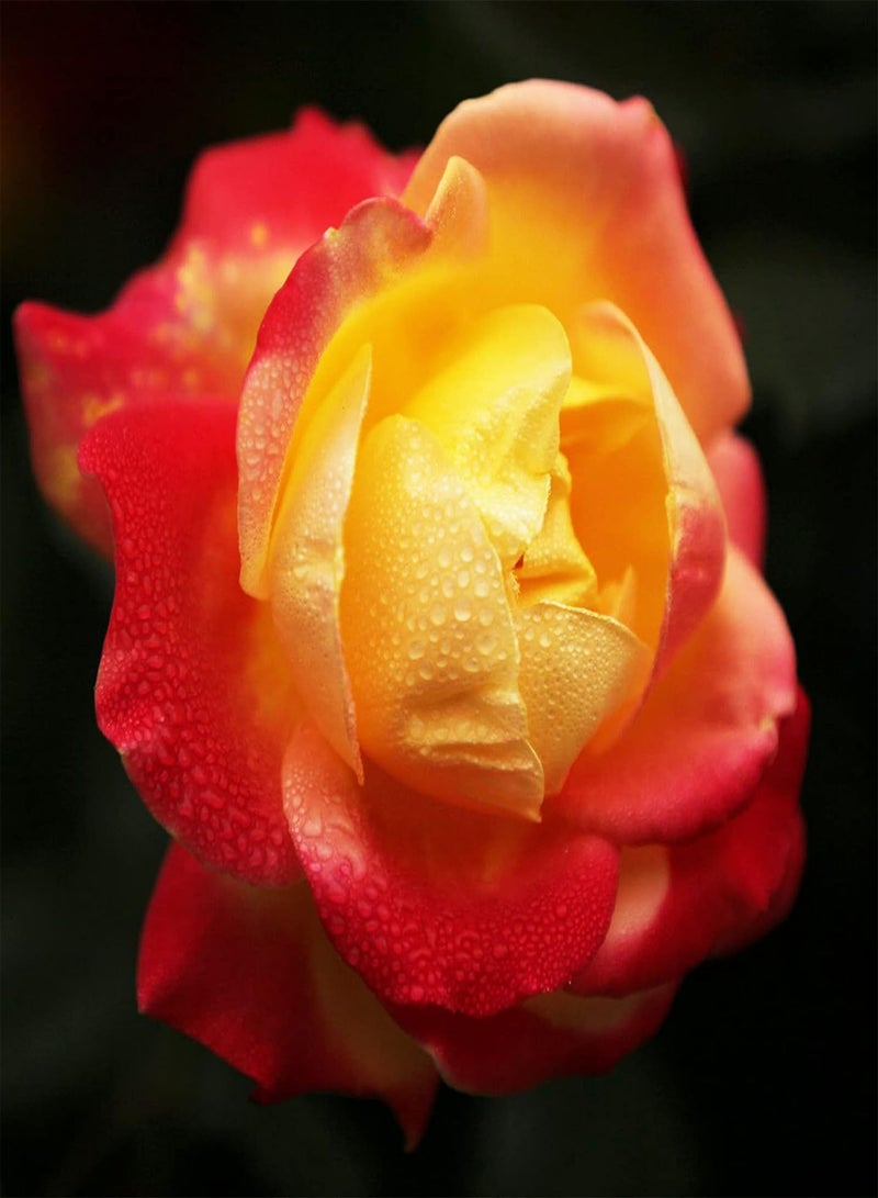 GGOOT Plant Seed 100Pcs/Bag Rose Seeds Vigorous Perennial Plants Multi Color Indoor Outdoor Planting Flower Seeds for Garden - Rose Seed - Image 3