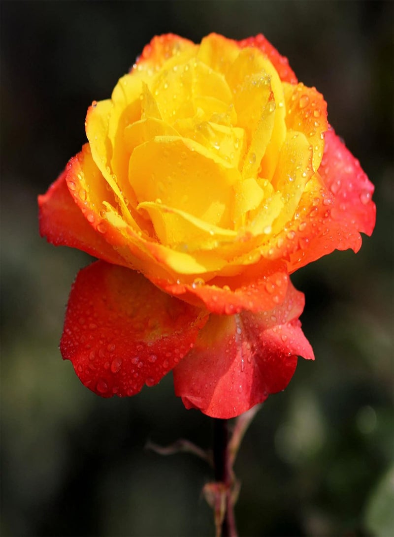 GGOOT Plant Seed 100Pcs/Bag Rose Seeds Vigorous Perennial Plants Multi Color Indoor Outdoor Planting Flower Seeds for Garden - Rose Seed - Image 5