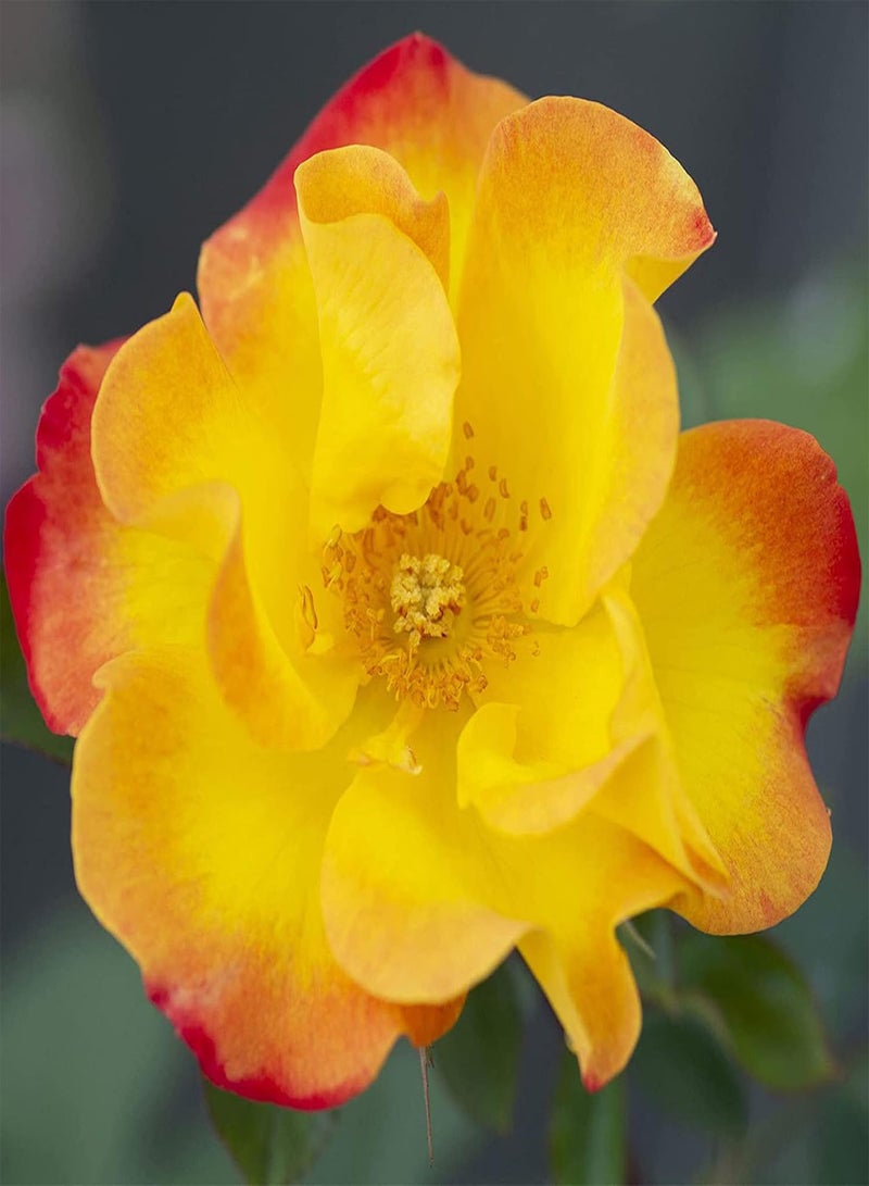 GGOOT Plant Seed 100Pcs/Bag Rose Seeds Vigorous Perennial Plants Multi Color Indoor Outdoor Planting Flower Seeds for Garden - Rose Seed - Image 2