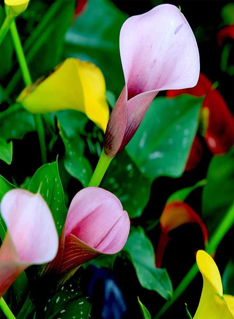 جي جوت 100 قطعة/حقيبة من بذور زهرة الكالا متعددة الألوان سهلة النمو، بذور نباتات مزهرة للزراعة في الحديقة والفناء الخارجي، بذور زهرة الكالا متعددة الألوان - Image 5