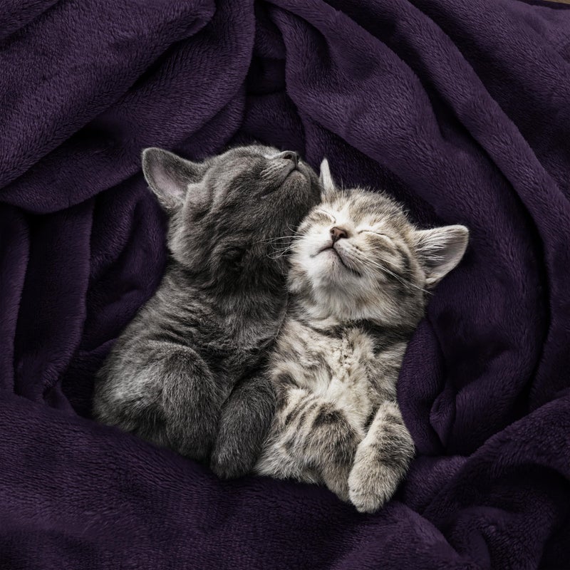 Utopia Bedding Fleece Blanket Throw Size Purple 300GSM Luxury Anti-Static Fuzzy Soft Microfiber Blanket for Couch, Sofa and Bed (60x50 Inch) - Image 4