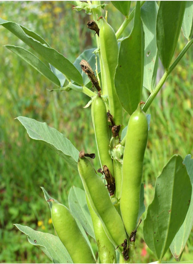 GGOOT - Broad Bean 'The Sutton' - Dwarf Variety for Small Spaces - Abundant Pods Ideal for Freezing - Versatile Spring and Autumn Sowing - Perfect for Container Gardens- 2X Seed Packets by Suttons - Image 1
