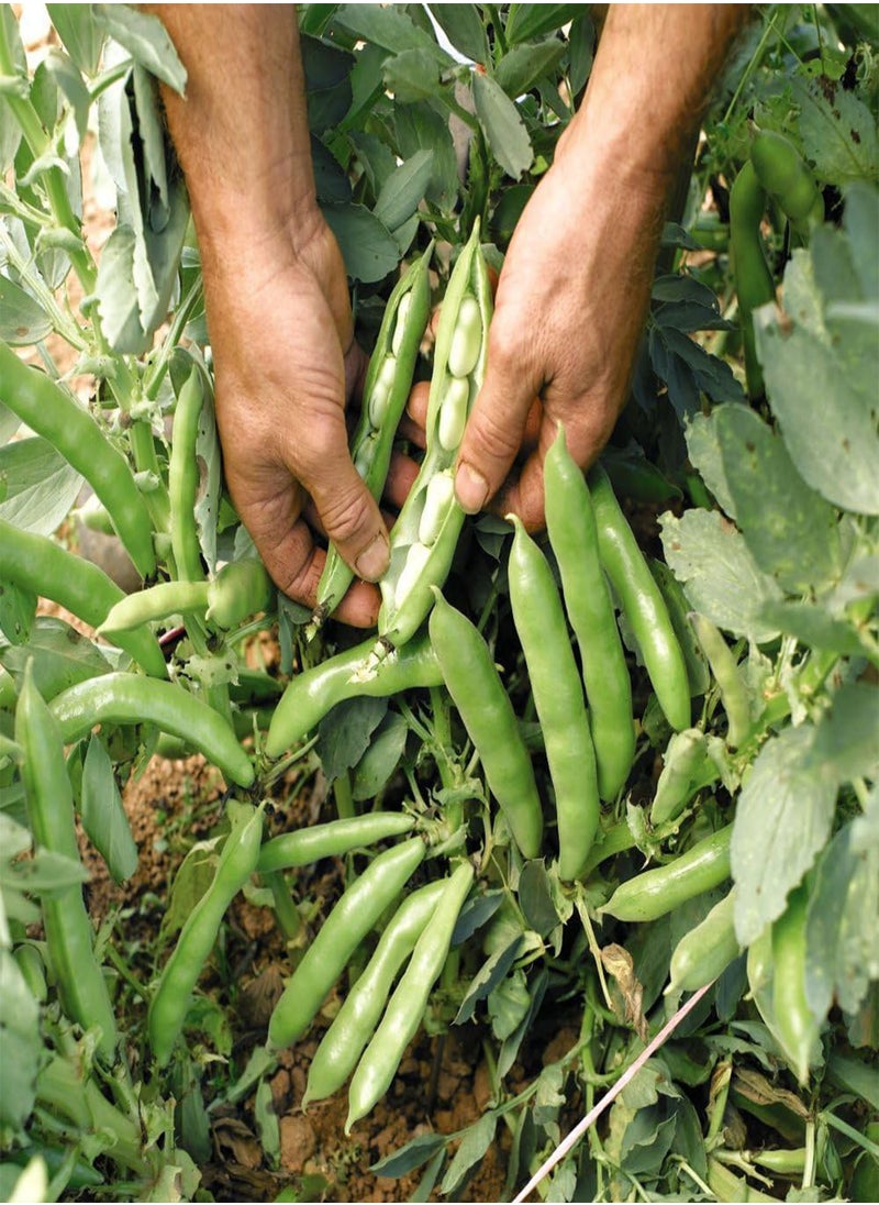 GGOOT - Broad Bean 'The Sutton' - Dwarf Variety for Small Spaces - Abundant Pods Ideal for Freezing - Versatile Spring and Autumn Sowing - Perfect for Container Gardens- 2X Seed Packets by Suttons - Image 1