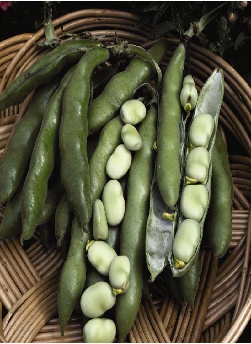 GGOOT - Broad Bean 'The Sutton' - Dwarf Variety for Small Spaces - Abundant Pods Ideal for Freezing - Versatile Spring and Autumn Sowing - Perfect for Container Gardens- 2X Seed Packets by Suttons - Image 1