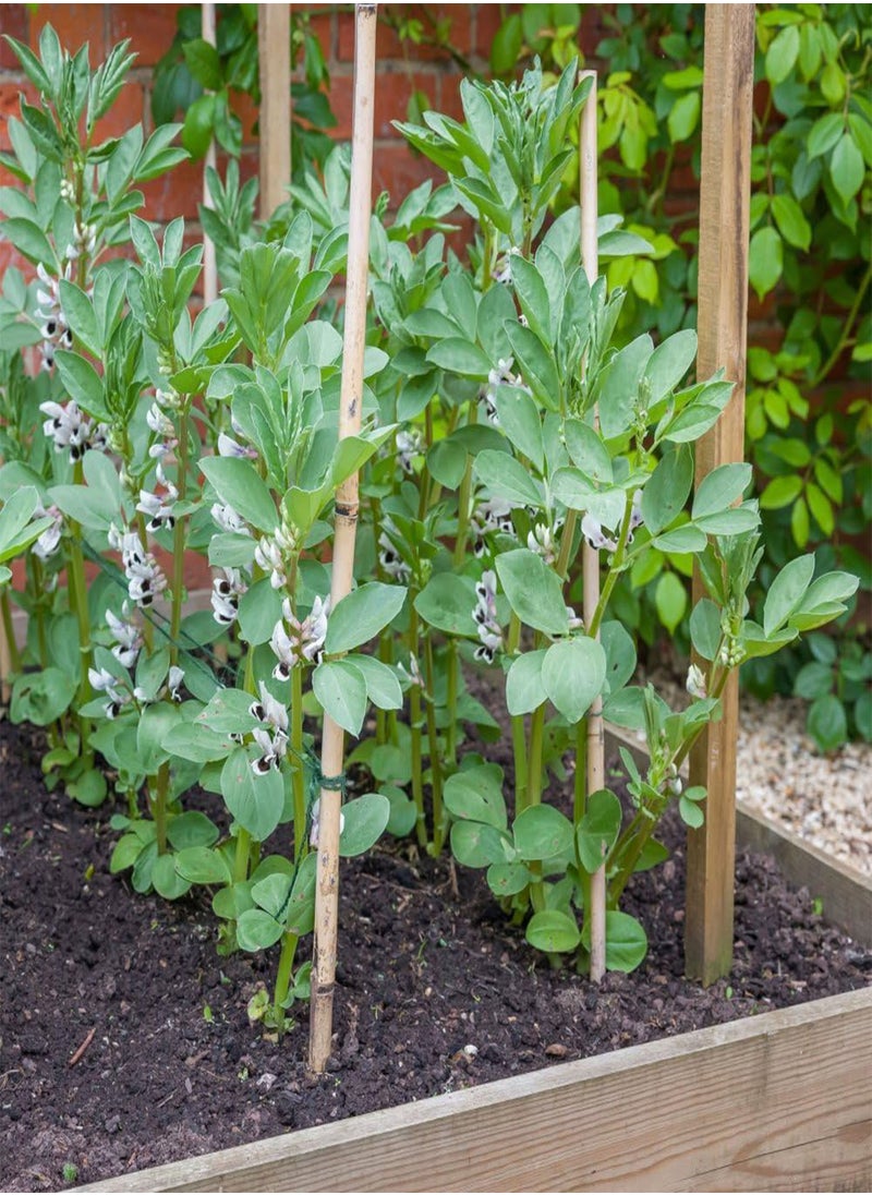 GGOOT - Broad Bean 'The Sutton' - Dwarf Variety for Small Spaces - Abundant Pods Ideal for Freezing - Versatile Spring and Autumn Sowing - Perfect for Container Gardens- 2X Seed Packets by Suttons - Image 1