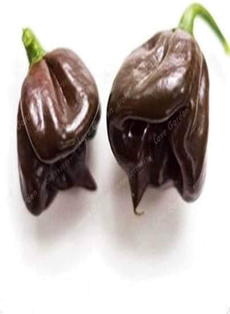 جي جوت بذور فلفل حار كامبوتشي، 100 قطعة؛ اللون 7 - Image 1