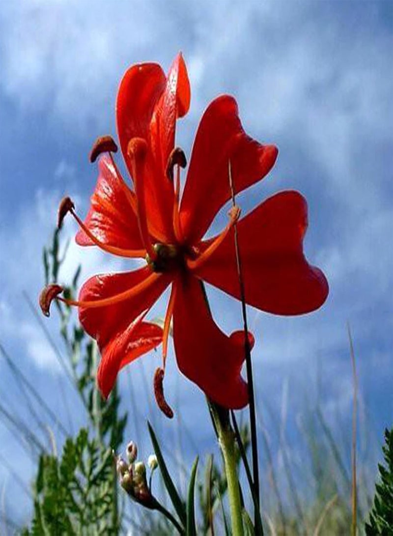 جي جوت 50 قطعة من بذور زنبق الوادي المعمرة، غير معدلة وراثيًا، بذور عشبة صينية طازجة، بذور زهرة حمراء، لزراعة الحديقة المنزلية - Image 2