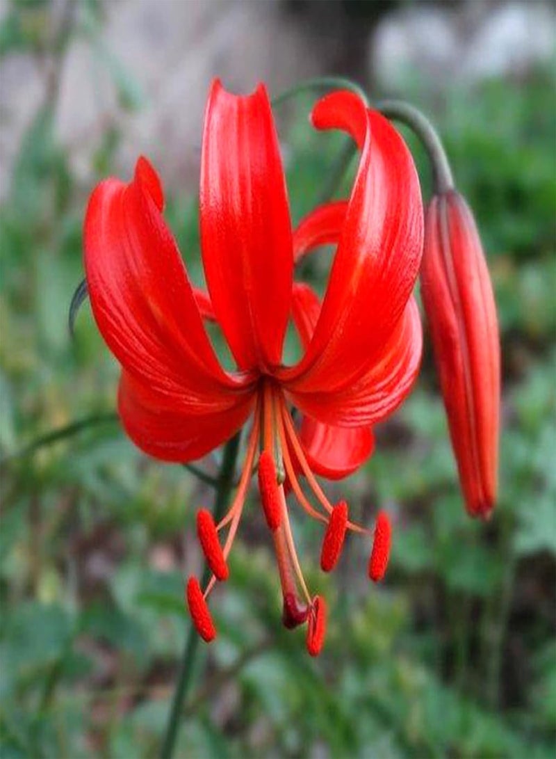 جي جوت 50 قطعة من بذور زنبق الوادي المعمرة، غير معدلة وراثيًا، بذور عشبة صينية طازجة، بذور زهرة حمراء، لزراعة الحديقة المنزلية - Image 3