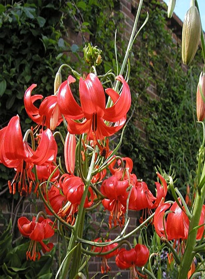 جي جوت 50 قطعة من بذور زنبق الوادي المعمرة، غير معدلة وراثيًا، بذور عشبة صينية طازجة، بذور زهرة حمراء، لزراعة الحديقة المنزلية - Image 5