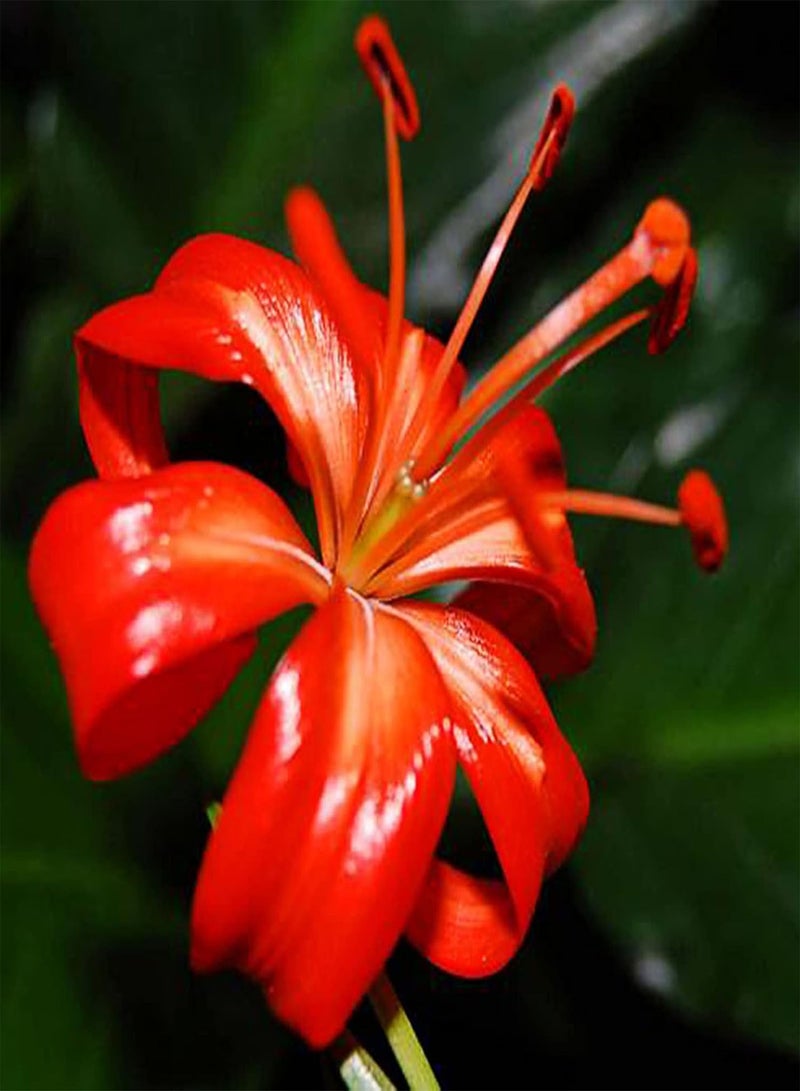 جي جوت 50 قطعة من بذور زنبق الوادي المعمرة، غير معدلة وراثيًا، بذور عشبة صينية طازجة، بذور زهرة حمراء، لزراعة الحديقة المنزلية - Image 4