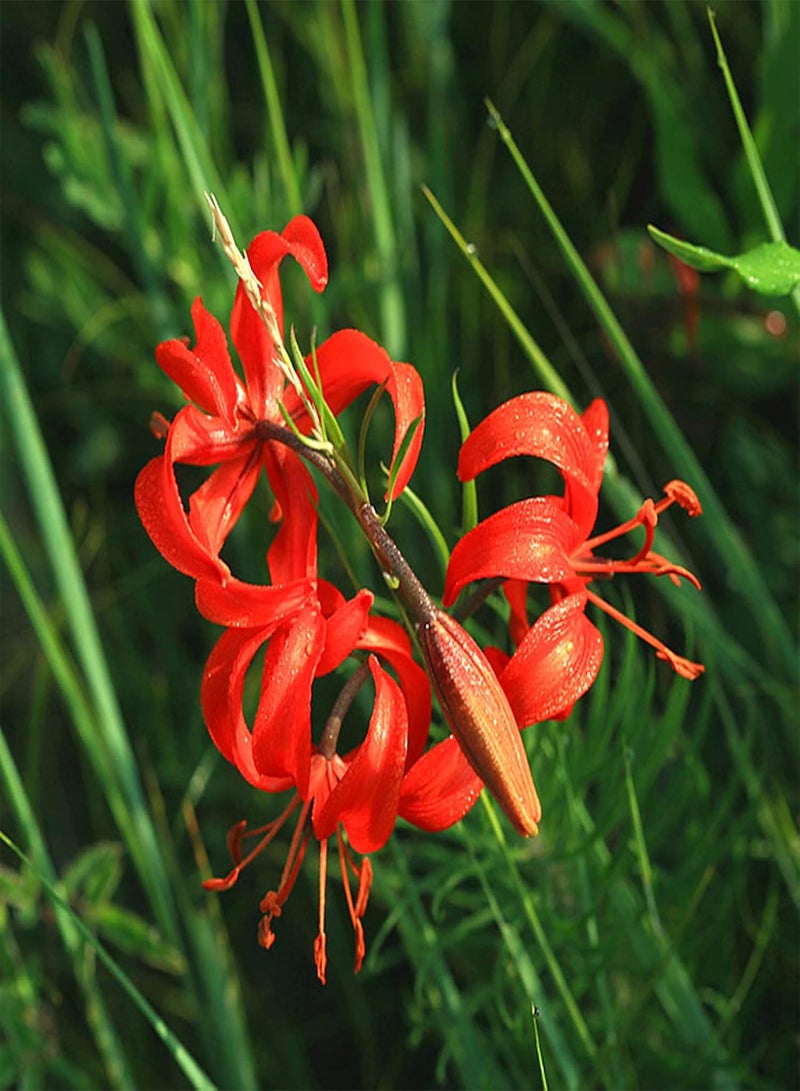 جي جوت 50 قطعة من بذور زنبق الوادي المعمرة، غير معدلة وراثيًا، بذور عشبة صينية طازجة، بذور زهرة حمراء، لزراعة الحديقة المنزلية - Image 1