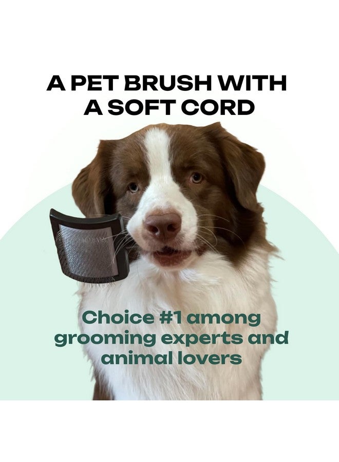 فرشاة خشبية طبيعية للعناية بالحيوانات الأليفة - دبابيس معدنية طويلة ناعمة للكلاب والقطط - Image 5