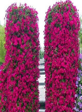 200pcs Petunia Flower Seeds for Planting Dark Pink 2 - pzsku/ZA75A2D264A27EE57E40EZ/45/_/1740460805/992fe799-0605-4b23-a36d-ff4518dffa03
