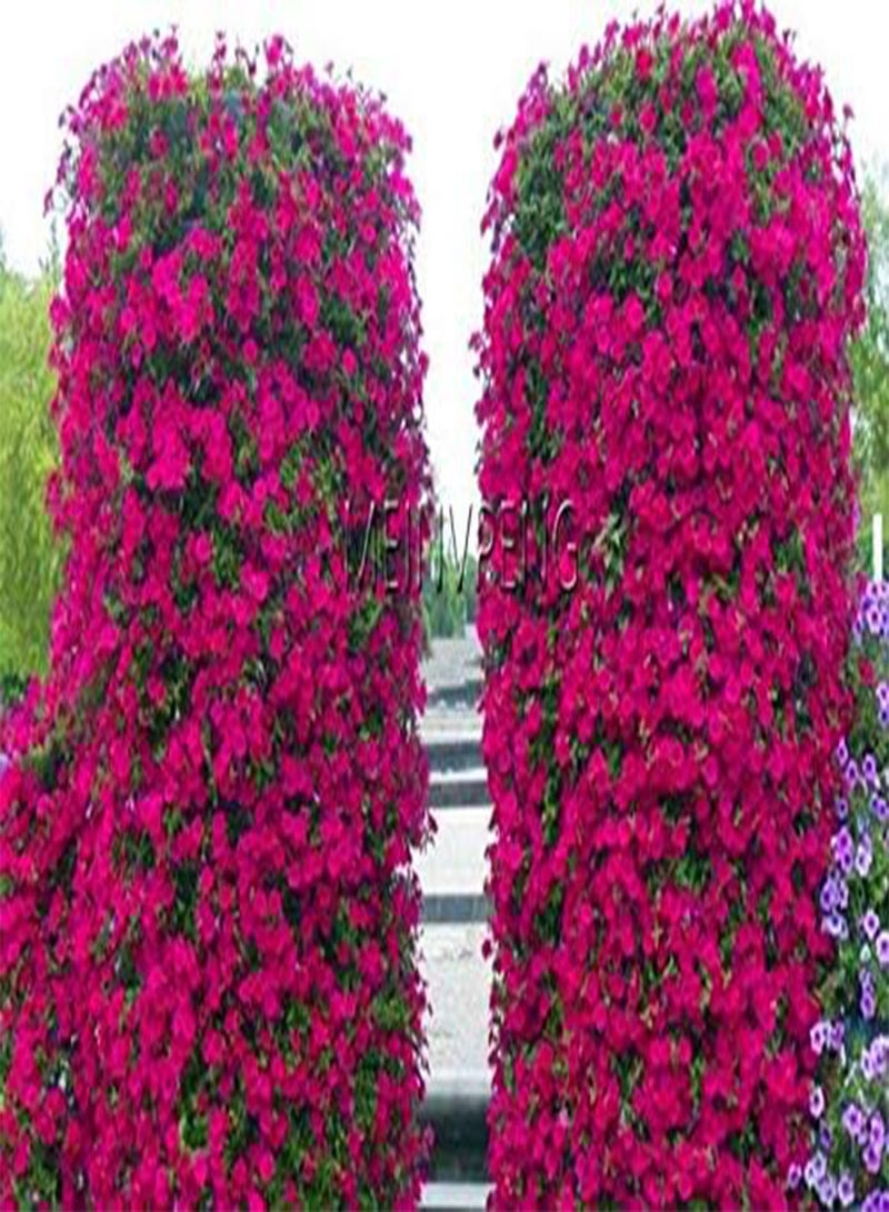 200pcs Petunia Flower Seeds for Planting Dark Pink 2
