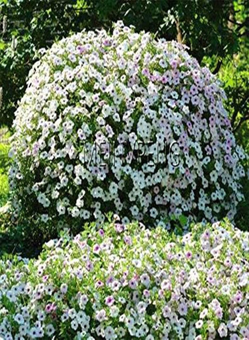 200pcs Petunia Flower Seeds for Planting Dark Pink 2