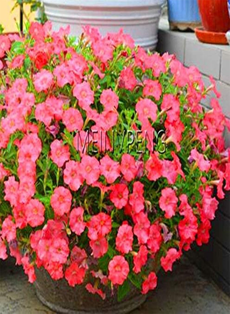 200pcs Petunia Flower Seeds for Planting Dark Pink 2