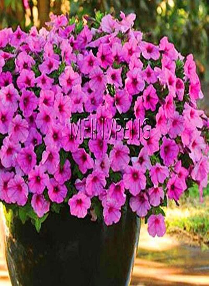 200pcs Petunia Flower Seeds for Planting Dark Pink 2