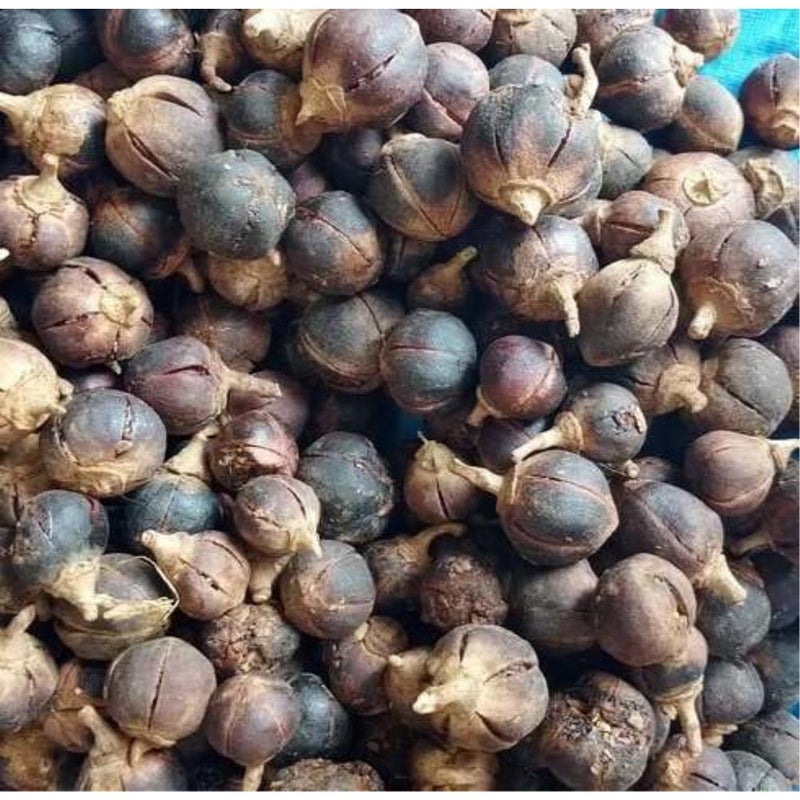 ١٠٠ بذرة طازجة من فاكهة الجورونتولا السوداء - Image 1