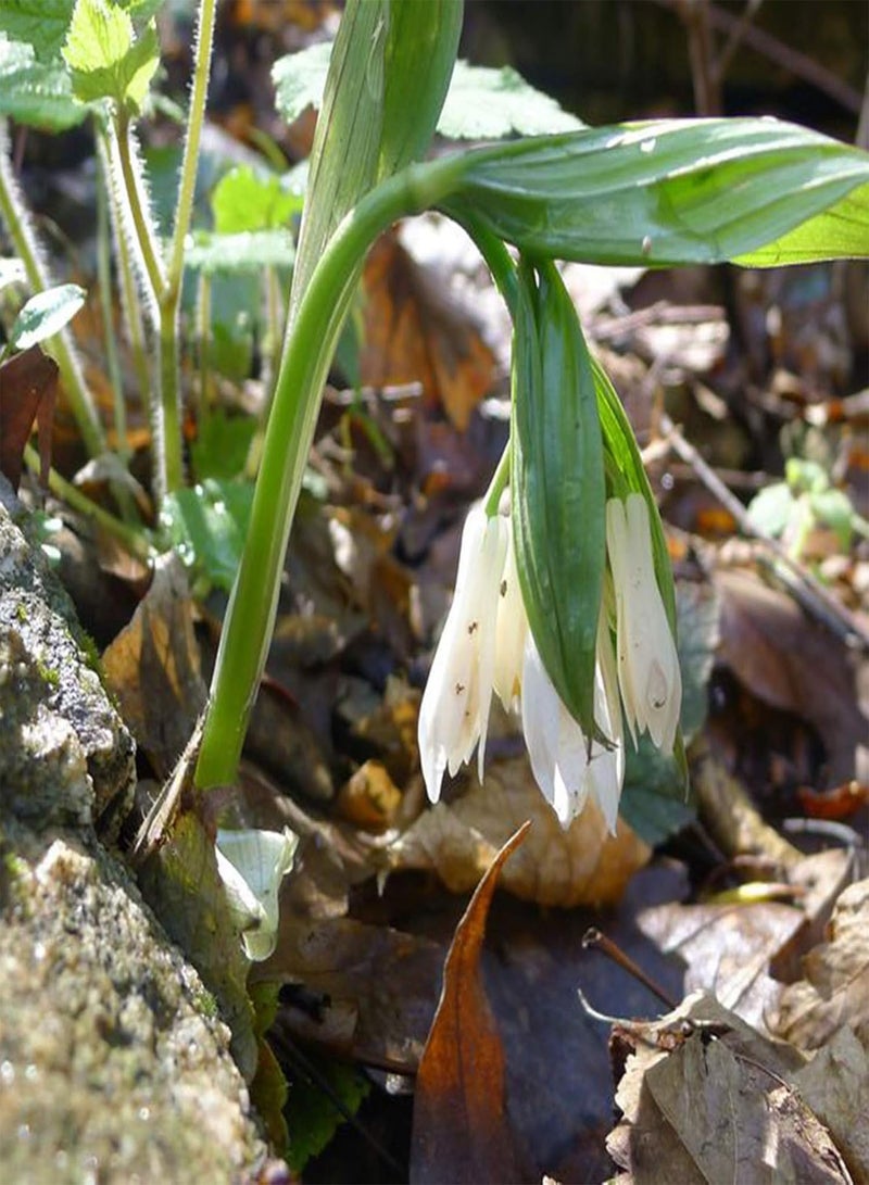 جي جوت 30 قطعة/حقيبة من بذور ديسبوروم كانتونينسي، شتلات زهور طبيعية معمرة زخرفية قابلة للحياة للزراعة في الفناء أو الحديقة أو الهواء الطلق، بذرة واحدة - Image 3