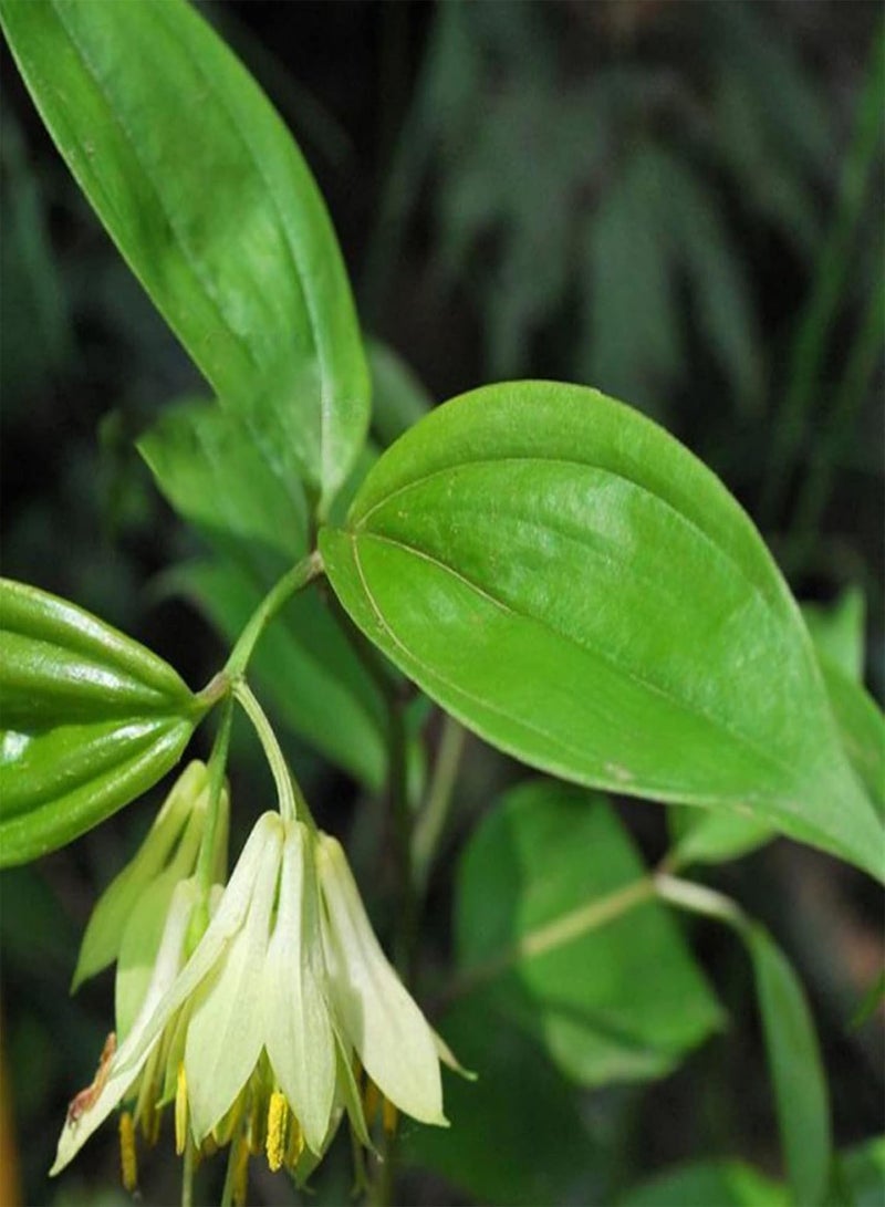 جي جوت 30 قطعة/حقيبة من بذور ديسبوروم كانتونينسي، شتلات زهور طبيعية معمرة زخرفية قابلة للحياة للزراعة في الفناء أو الحديقة أو الهواء الطلق، بذرة واحدة - Image 1