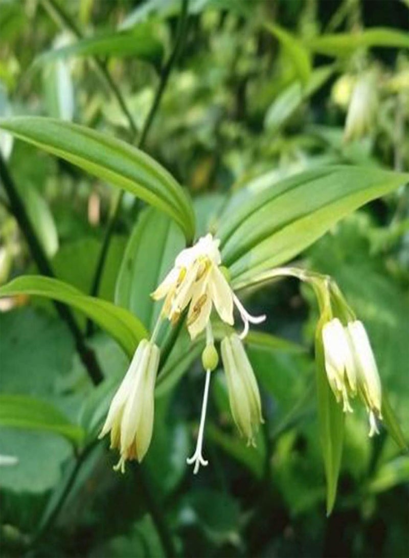 جي جوت 30 قطعة/حقيبة من بذور ديسبوروم كانتونينسي، شتلات زهور طبيعية معمرة زخرفية قابلة للحياة للزراعة في الفناء أو الحديقة أو الهواء الطلق، بذرة واحدة - Image 2